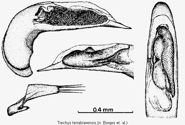 trechus_terrabravensis.gif