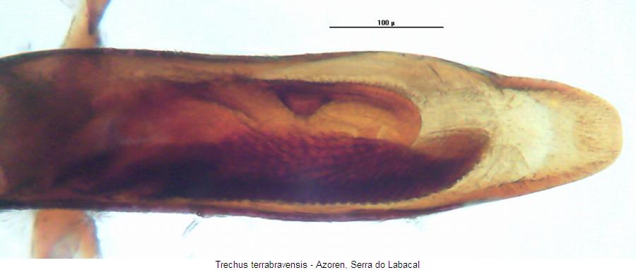 trechus_terrabravensis_detail.jpg