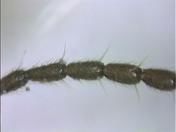trechus_tetracoderus_flr.jpg