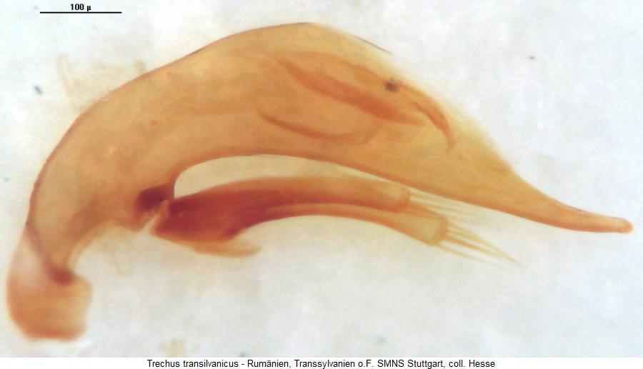 trechus_transilvanicus.jpg