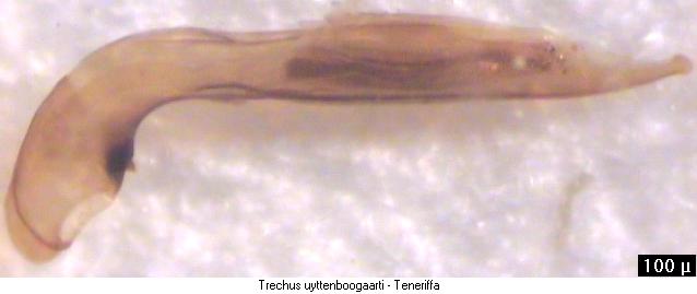 trechus_uyttenboogaarti.jpg