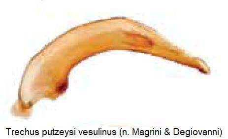 trechus_vesulinus.jpg