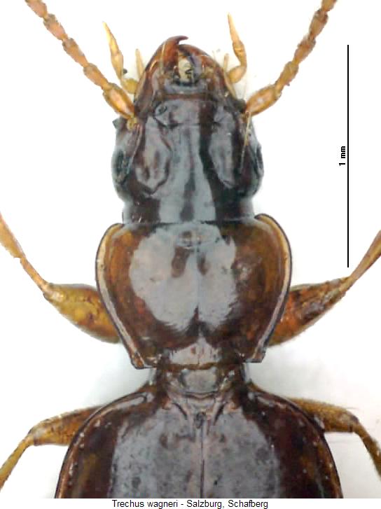 trechus_wagneri_vk.jpg