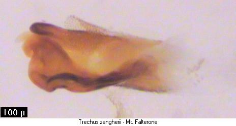 trechus_zangherii_pc.jpg