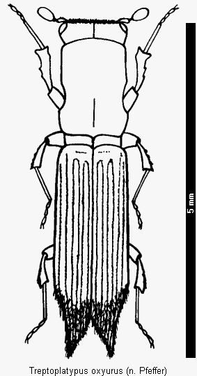 treptoplatypus_oxyurus_hab.gif