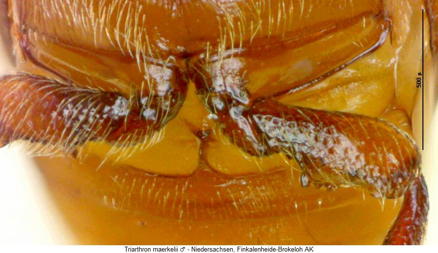 triarthron_maerkelii_hschl.jpg