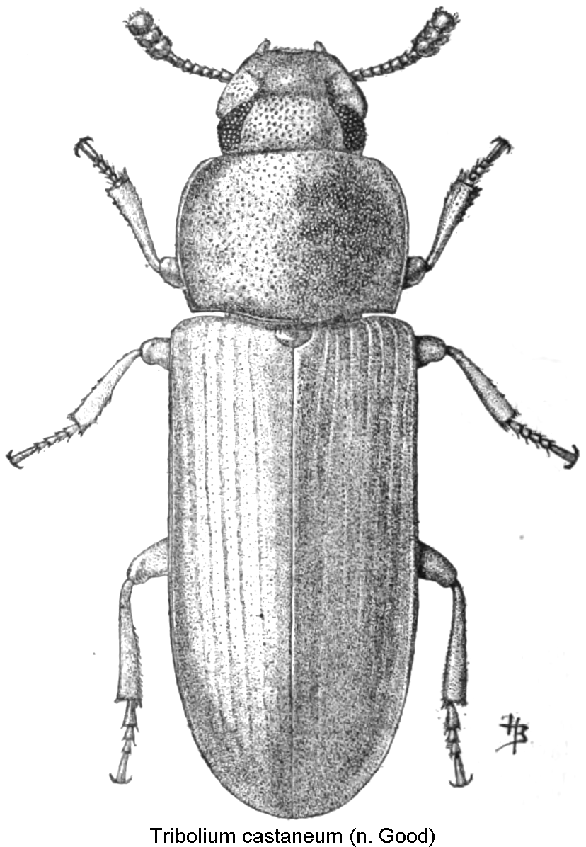 tribolium_castaneum_hab.gif