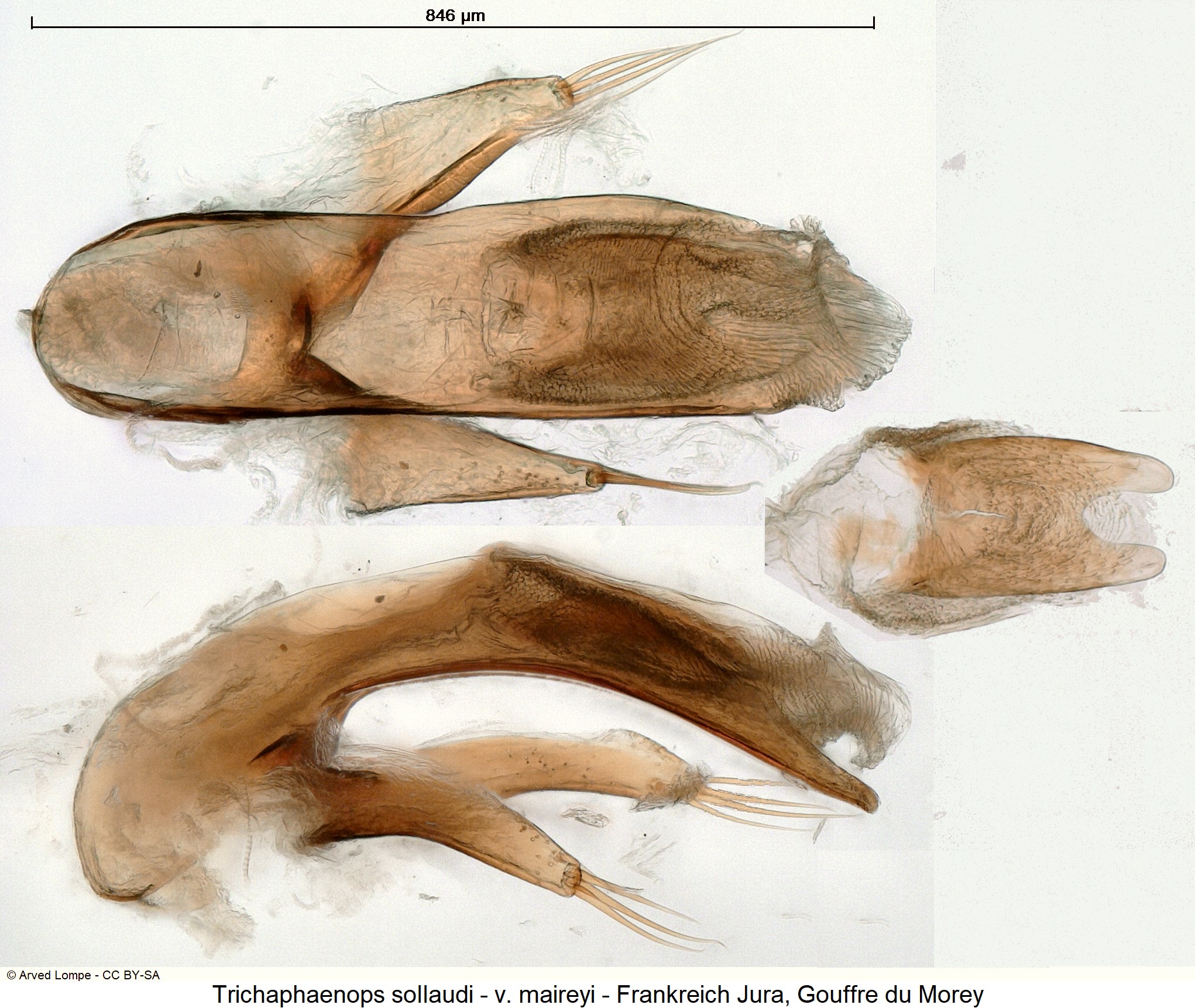 trichaphaenops_sollaudi_ck35179547.jpg
