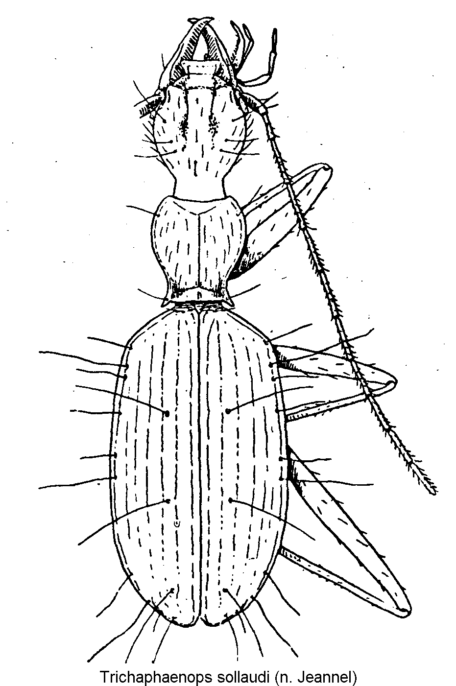 trichaphaenops_sollaudi_hab.gif