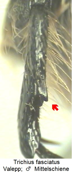 trichius_fasciatus_mschn.jpg