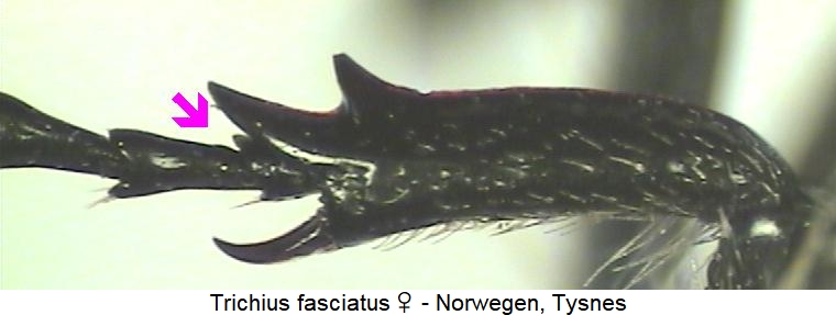 trichius_fasciatus_vschn_w.jpg
