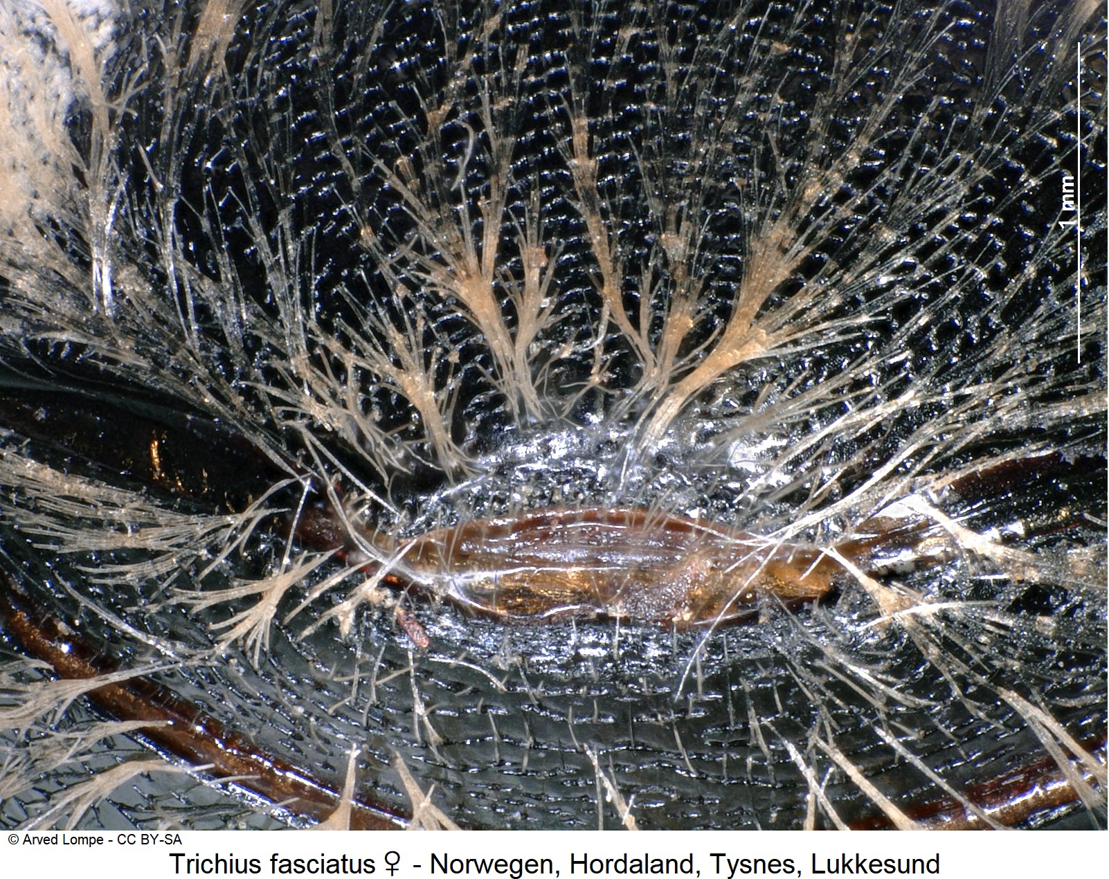trichius_fasciatus_w_ck19176_pyg.jpg