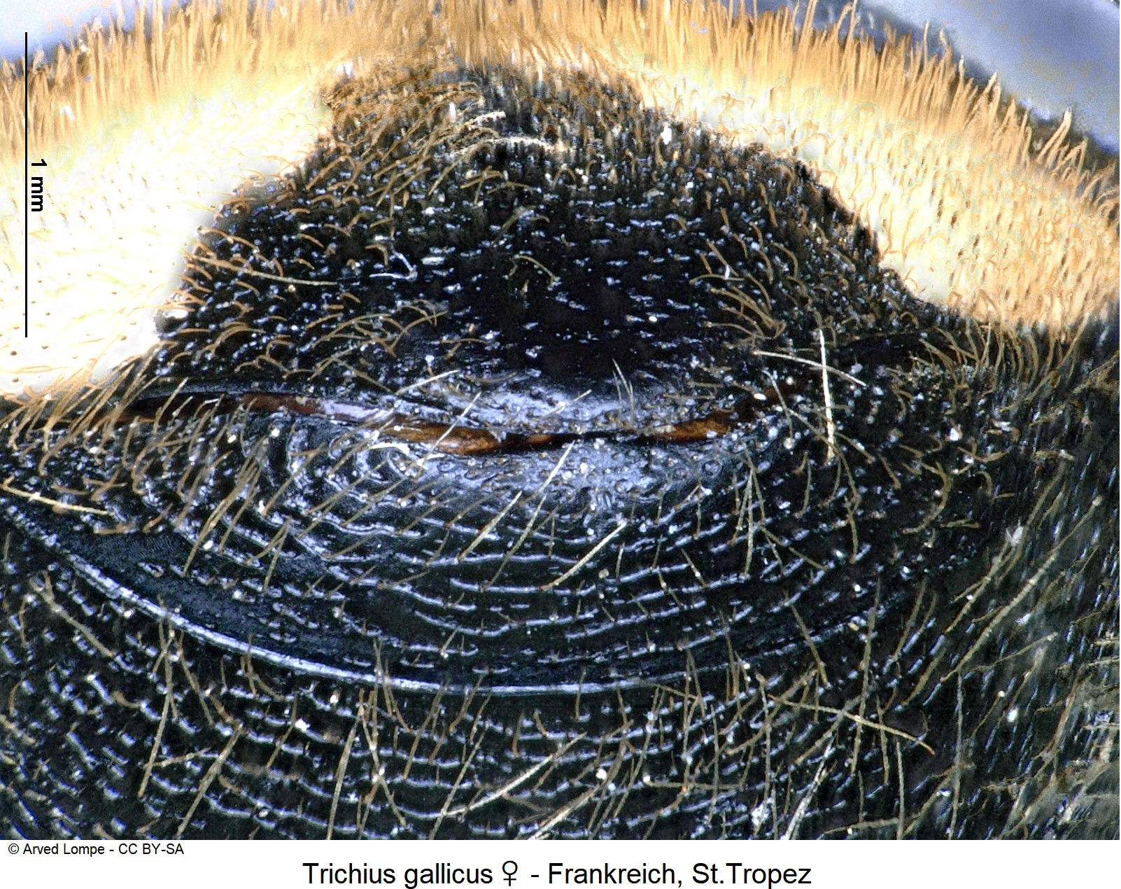 trichius_gallicus_w_ck10769_ster.jpg