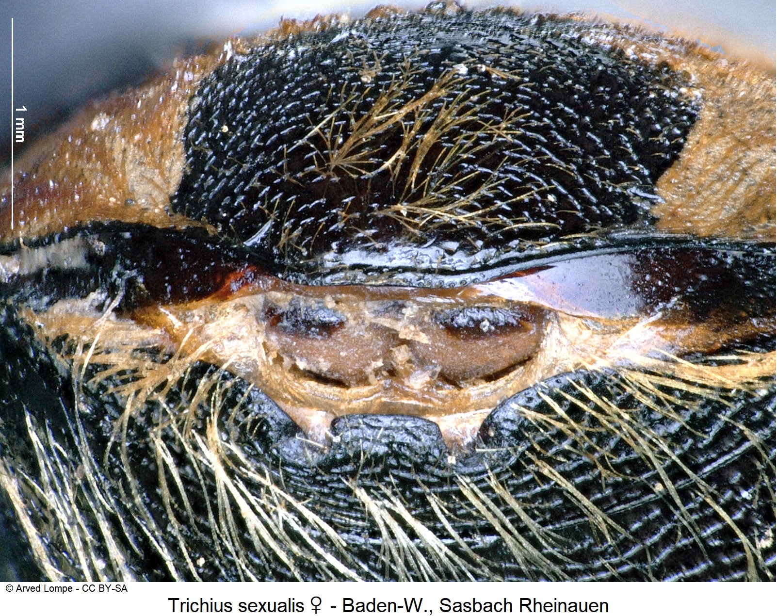 trichius_sexualis_w_ck10770_ster.jpg