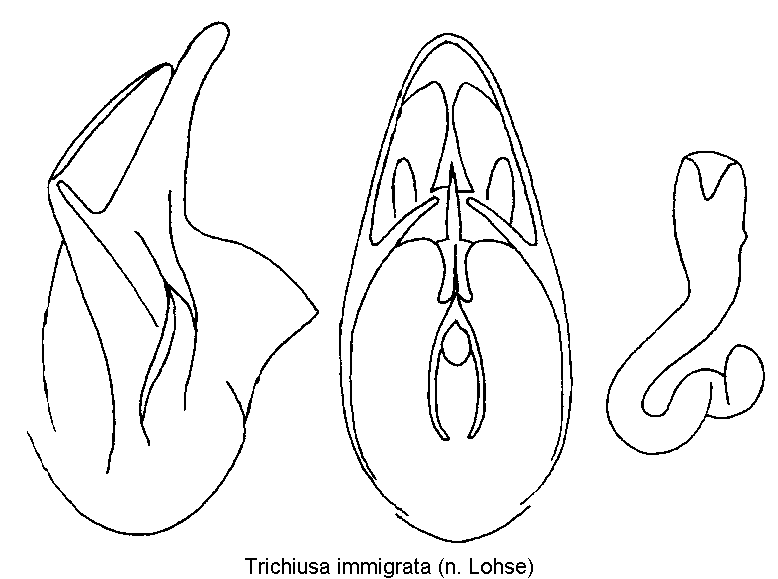 trichiusa_immigrata1.gif