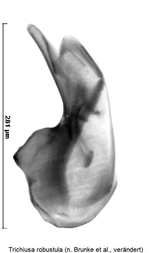 trichiusa_robustula.jpg