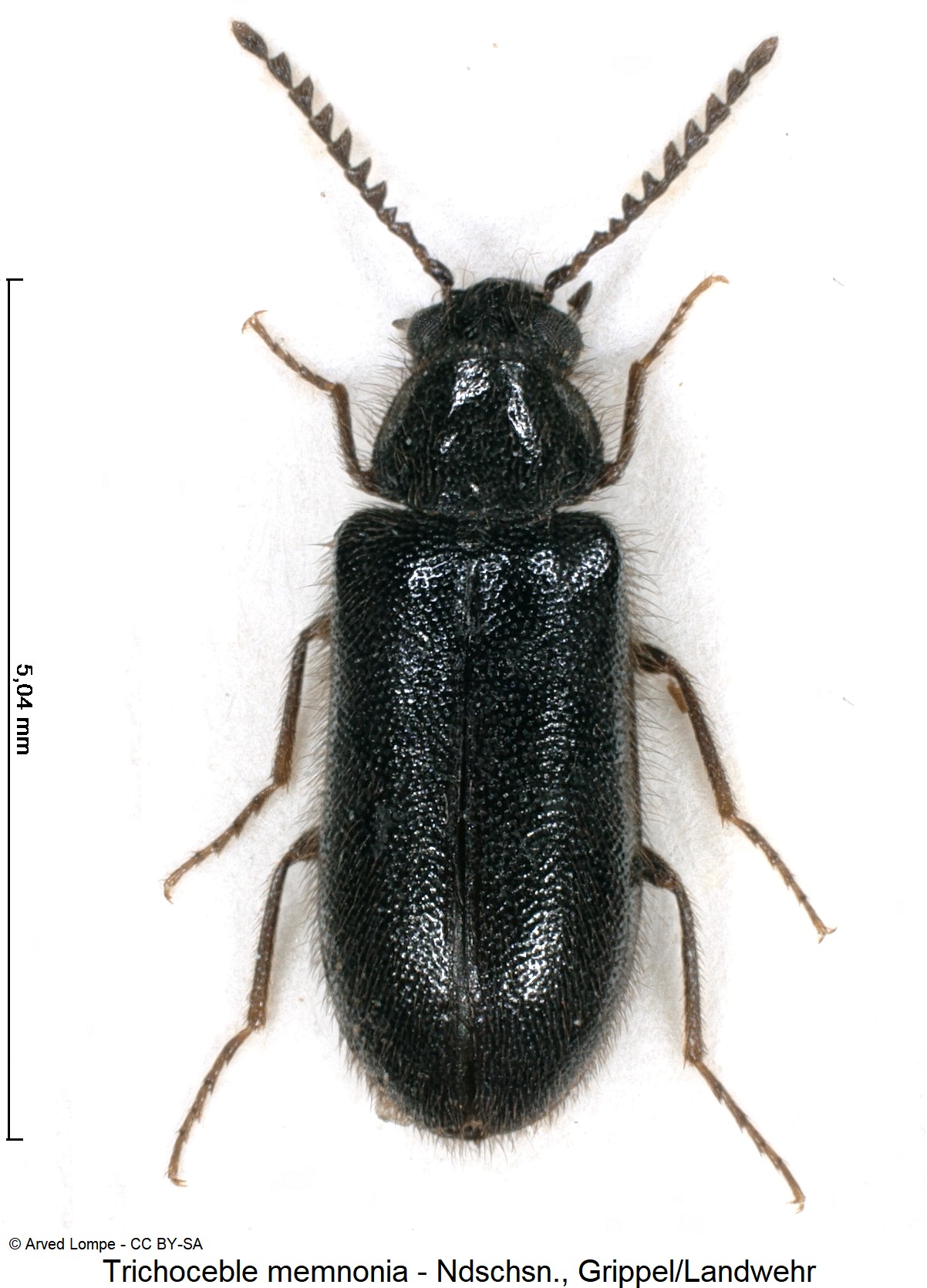 trichoceble_memnonia_ck6525_hab.jpg