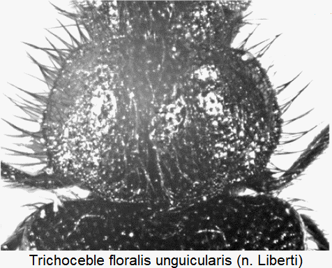 trichoceble_unguicularis_hsch.gif