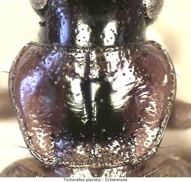 trichocellus_placidus_hsch.jpg