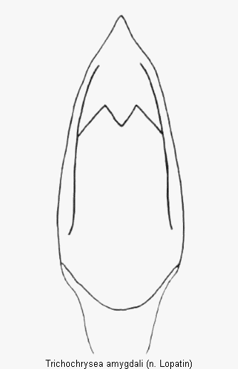 trichochrysea_amygdali.gif