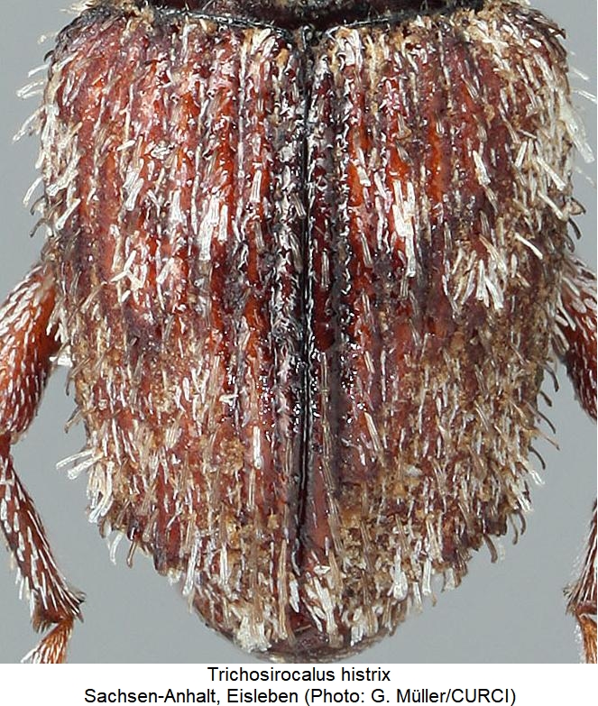 trichosirocalus_histrix_fld.jpg