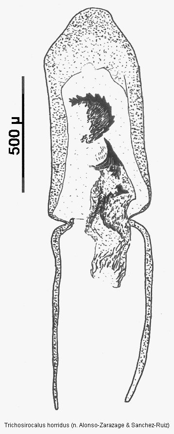 trichosirocalus_horridus.gif