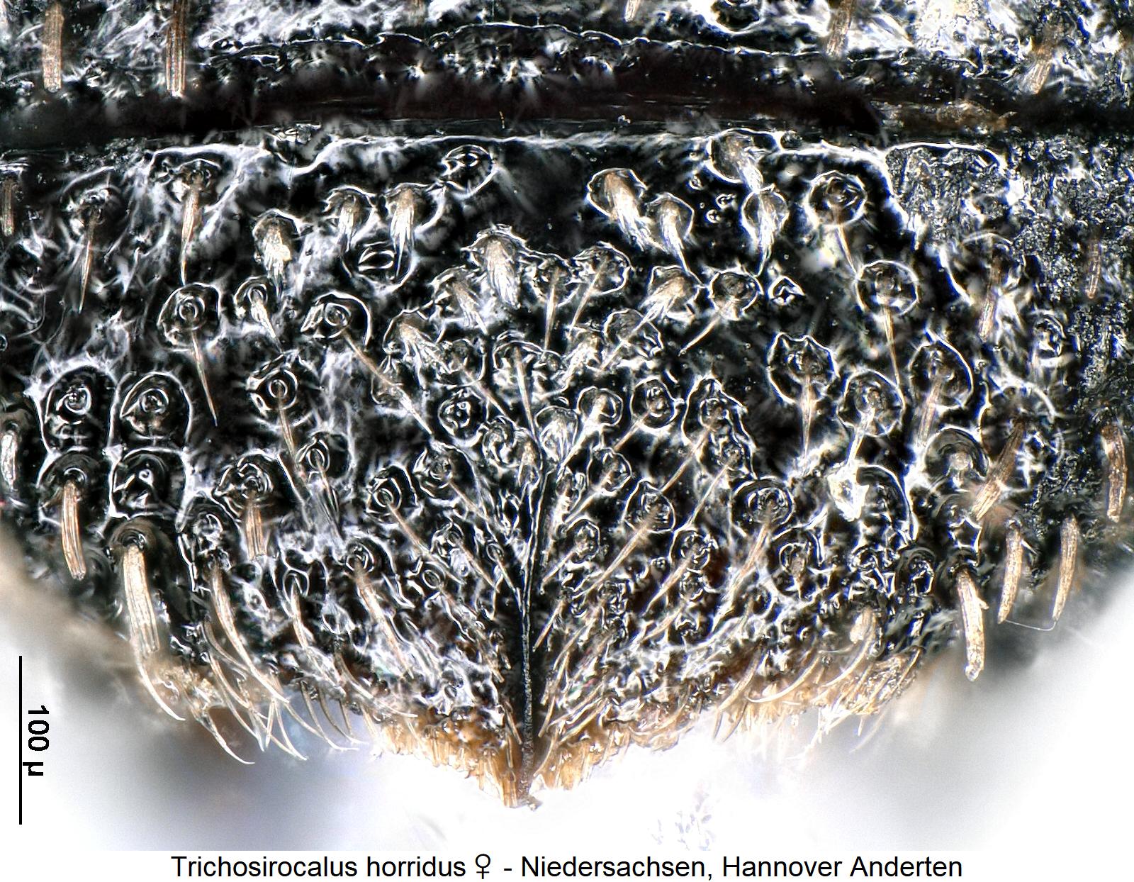 trichosirocalus_horridus_w_ster.jpg