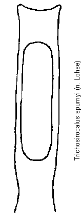 trichosirocalus_spurnyi.gif
