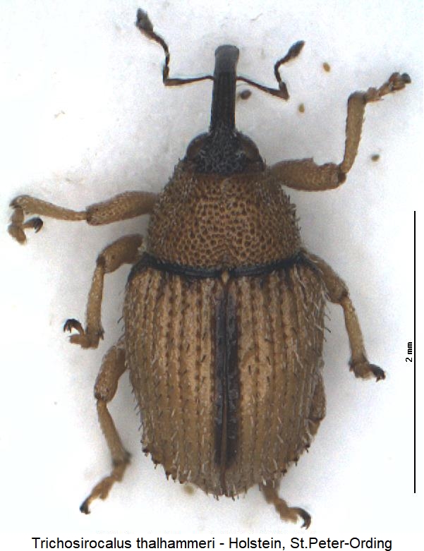 trichosirocalus_thalhammeri_hab.jpg