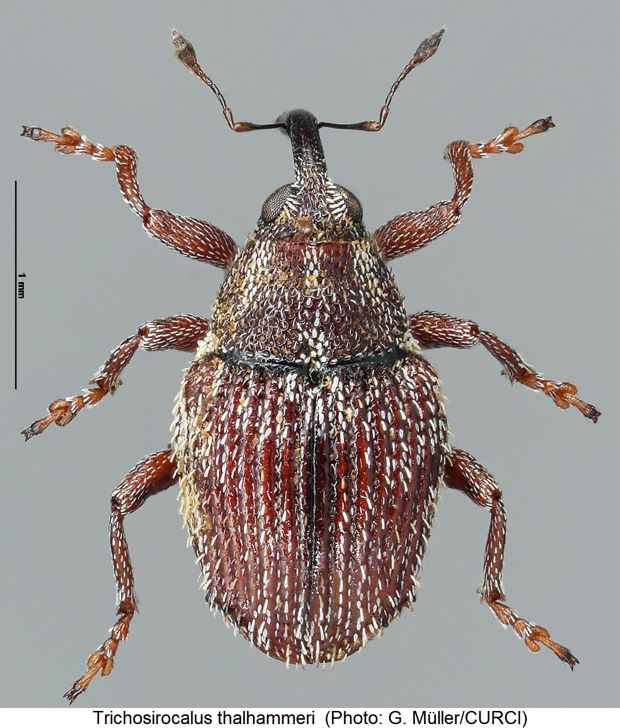 trichosirocalus_thalhammeri_hab1.jpg