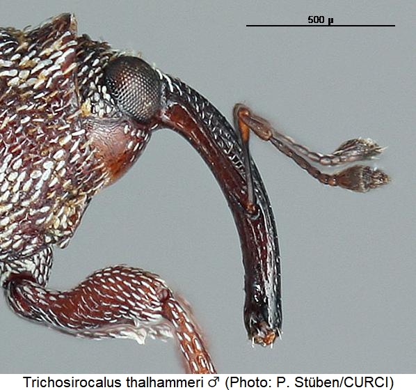 trichosirocalus_thalhammeri_k.jpg