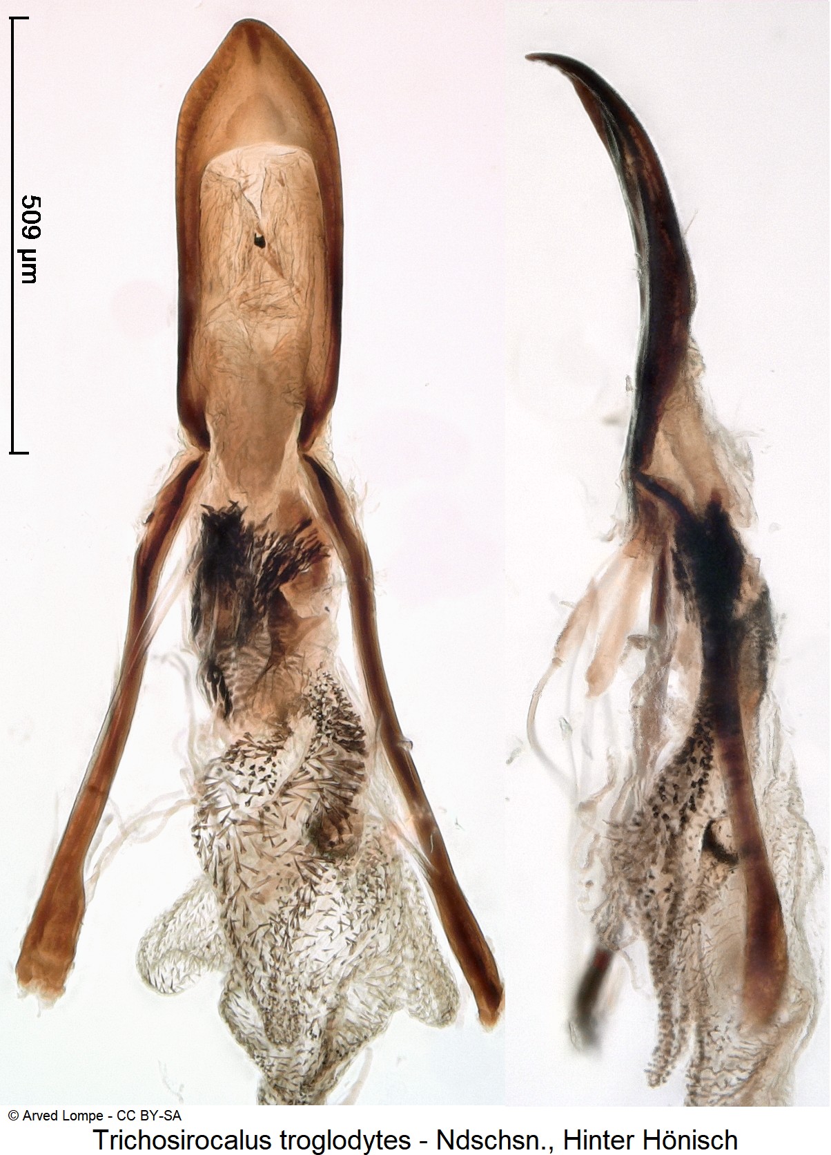 trichosirocalus_troglodytes_ck37162803.jpg