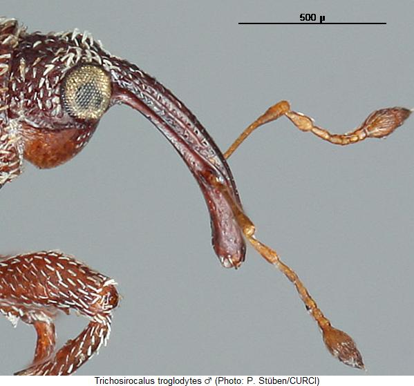 trichosirocalus_troglodytes_k1.jpg