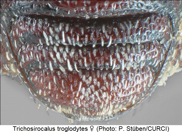 trichosirocalus_troglodytes_ster.jpg