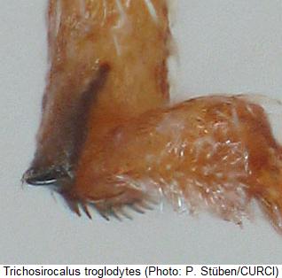 trichosirocalus_troglodytes_vschn.jpg