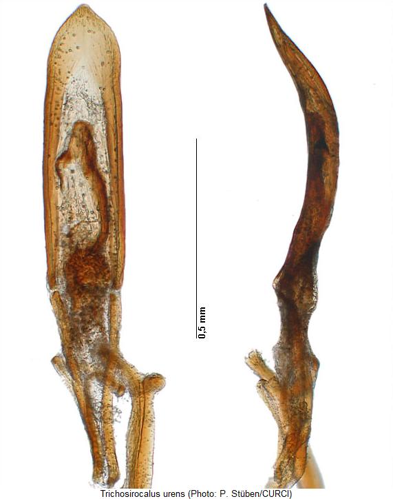 trichosirocalus_urens.jpg