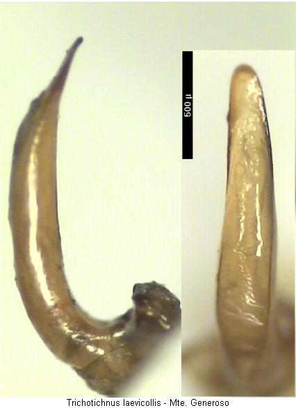 trichotichnus_laevicollis.jpg