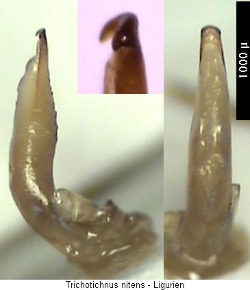 trichotichnus_nitens.jpg