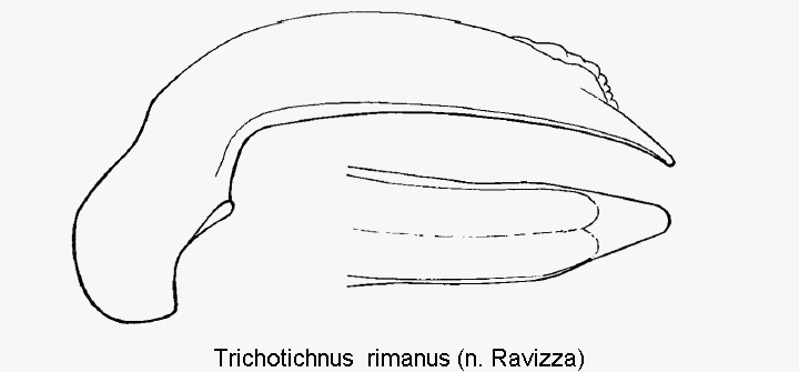 trichotichnus_rimanus.gif