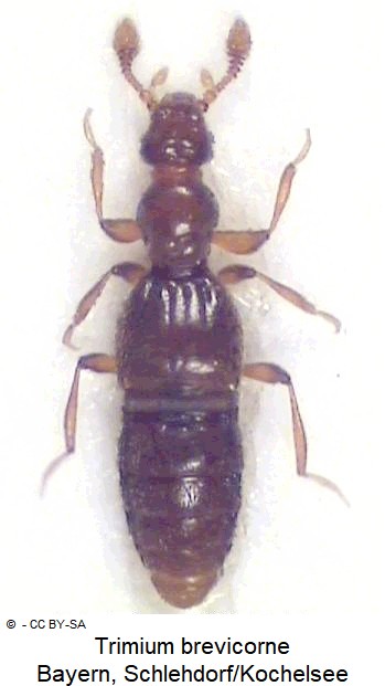 trimium_brevicorne_hab.jpg