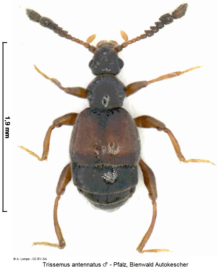 trissemus_antennatus_hab.jpg