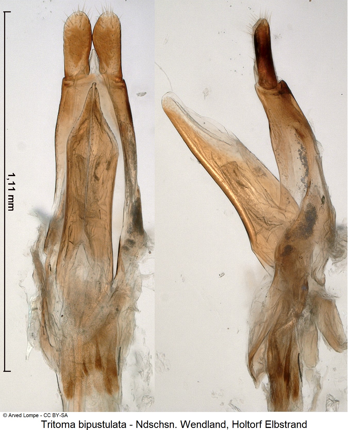 tritoma_bipustulata_ck34328195.jpg