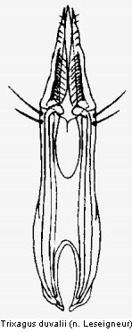 trixagus_duvalii.gif