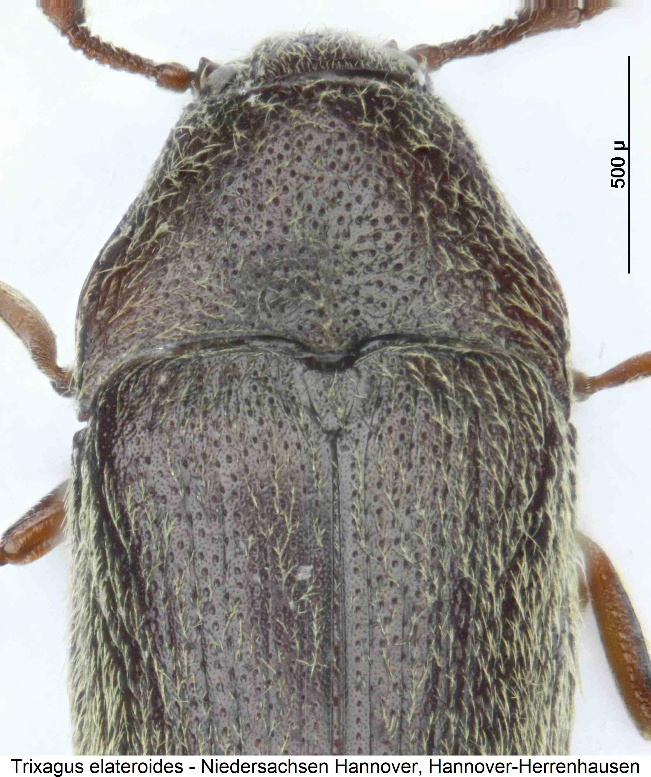 trixagus_elateroides_fld.jpg