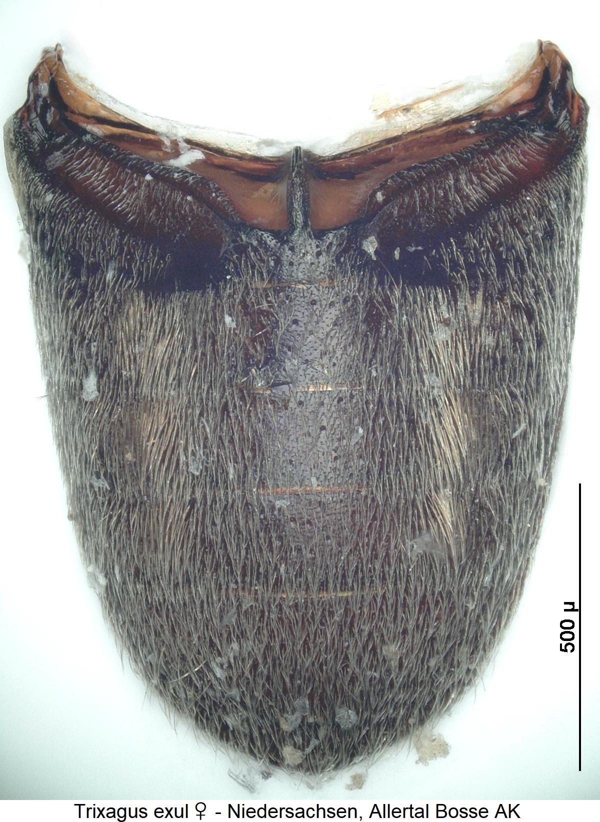 trixagus_exul_w_abd.jpg
