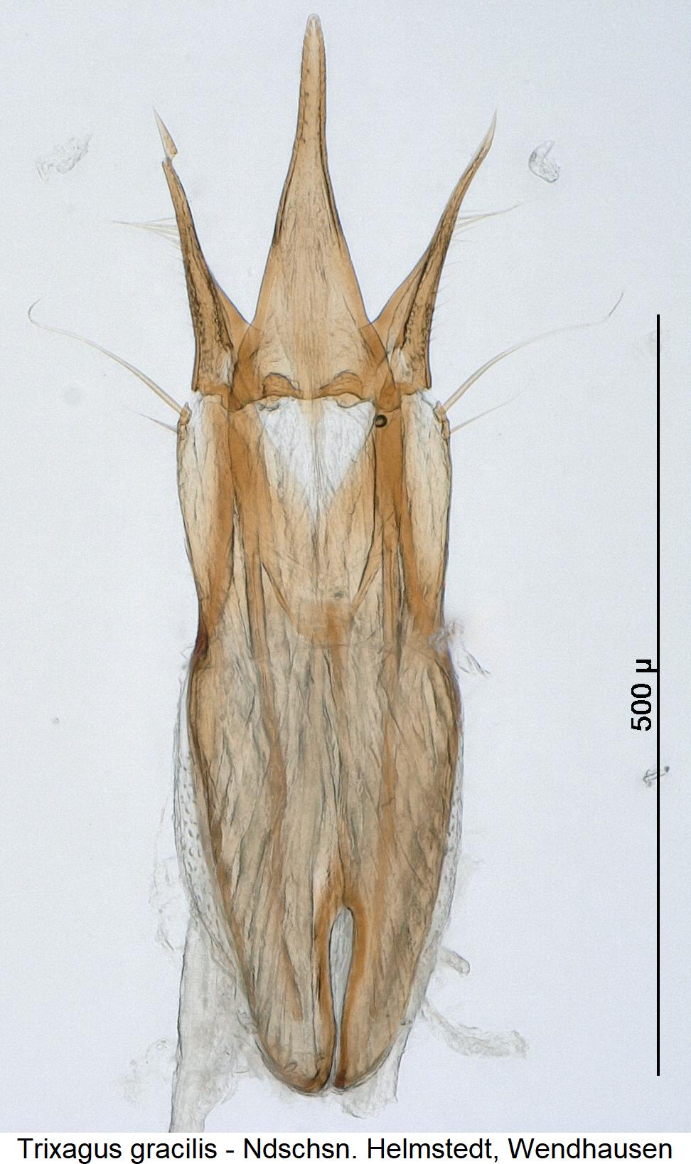 trixagus_gracilis1.jpg