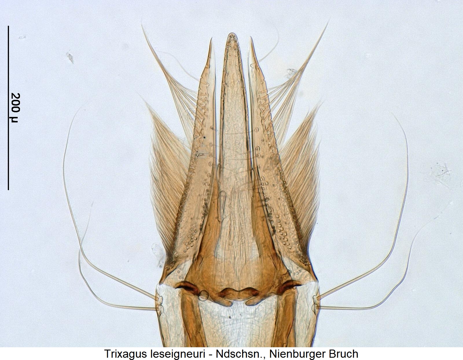 trixagus_leseigneuri6.jpg