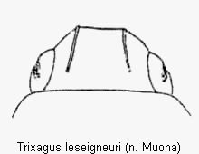 trixagus_leseigneuri_k.gif