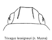 trixagus_leseigneuri_k.jpg
