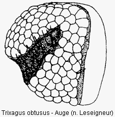 trixagus_obtusus_auge.gif